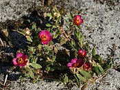 Portulaca amilis‎