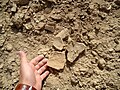 கிஷ் நகர அல்-உகய்மிர் தொல்லியல் களத்தின் உடைந்த மட்பாண்டச் சில்லுகள்