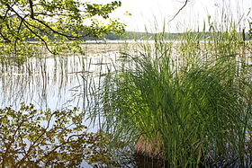 Illustrasjonsbilde av artikkelen Priesterbäk Lake