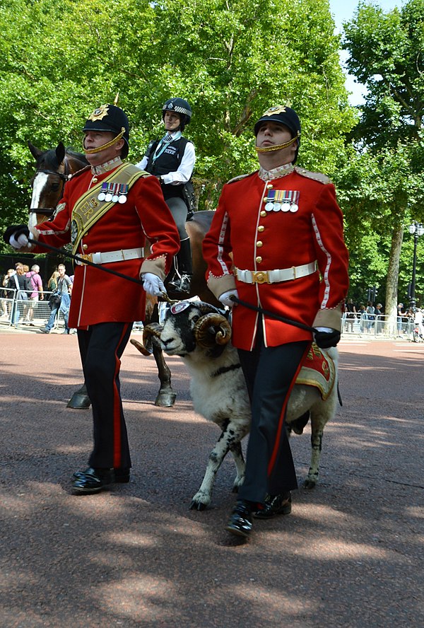 Private Derby XXX, a Swaledale ram and mascot for the Mercian Regiment