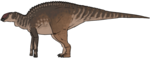 Probrachylophosaurus Probrachylophosaurus bergei.png