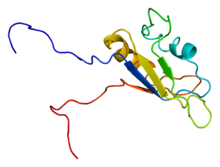 <span class="mw-page-title-main">RNA-binding protein EWS</span> Protein-coding gene in the species Homo sapiens