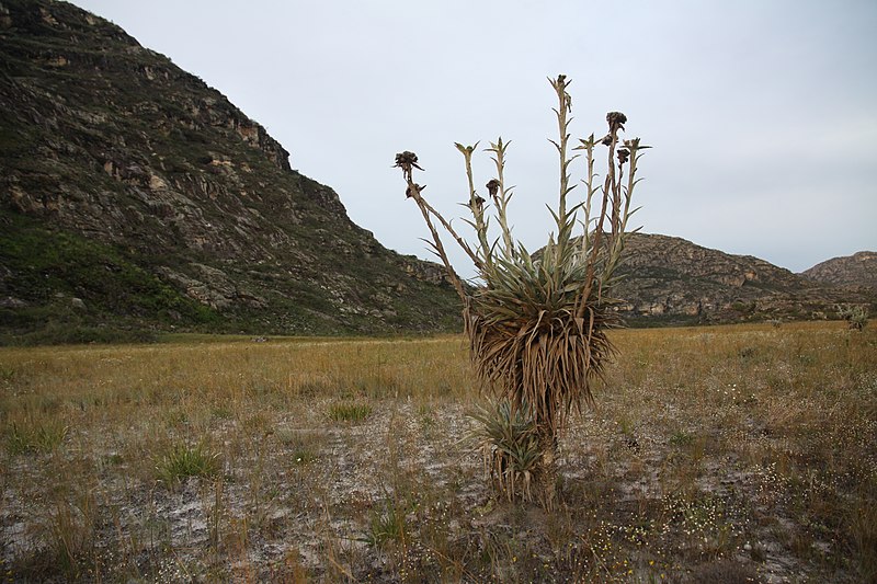 File:Proteopsis argentea environment Diamantina Brazil.jpg