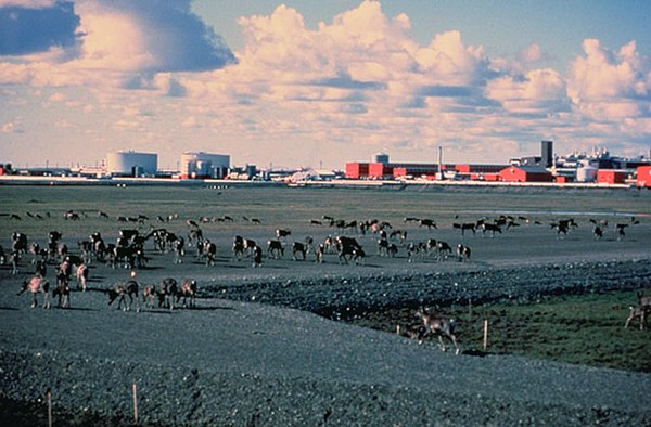 Caribou walk across a gravel pad at Kuparuk, 45 miles away from Prudhoe Bay, with oilfield facilities in the background.