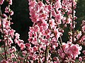 Prunus persica(Hua Tao )4035837.JPG