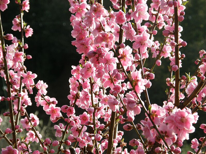 File:Prunus persica（花桃）4035837.JPG