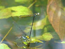 Yellow-striped blue dart, Pseudagrion indicum, laying eggs; the male (above) continues to hold the female with his claspers. Pseudagrion indicum ovipositing at Kadavoor.jpg