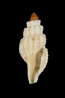 <i>Pseudodaphnella retellaria</i> Species of gastropod