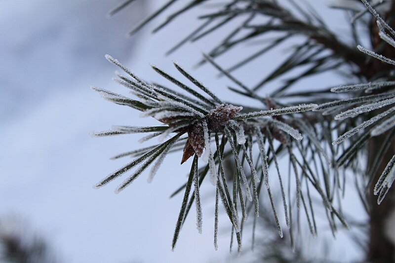 File:Pseudotsuga menziesii glauca Marki.JPG