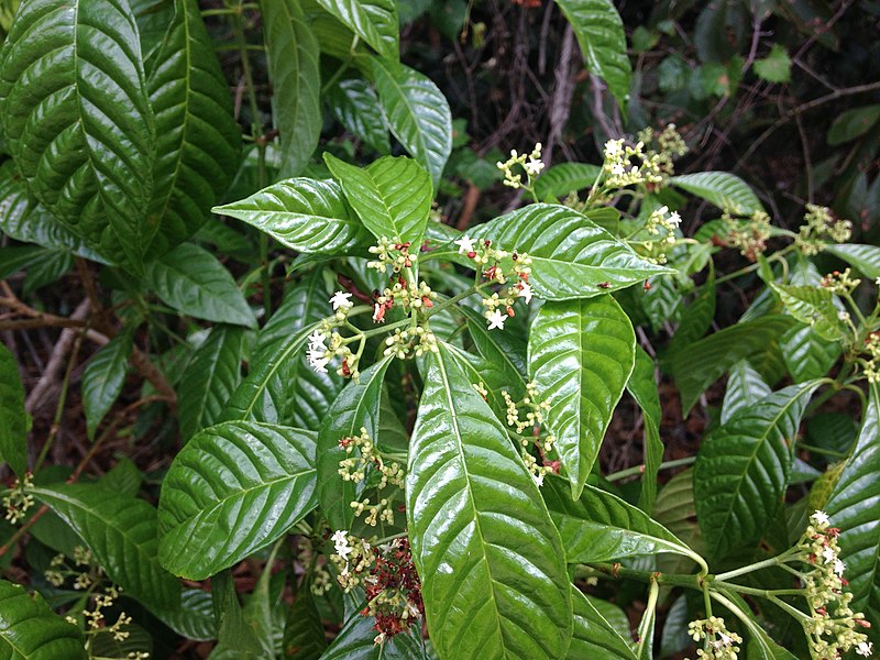 File:Psychotria nervosa Florida.JPG