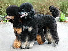 Poodle