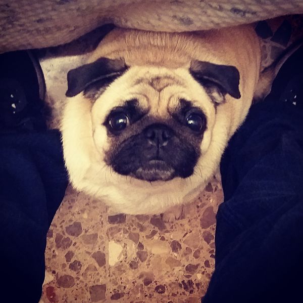 File:Pug simpático.jpg