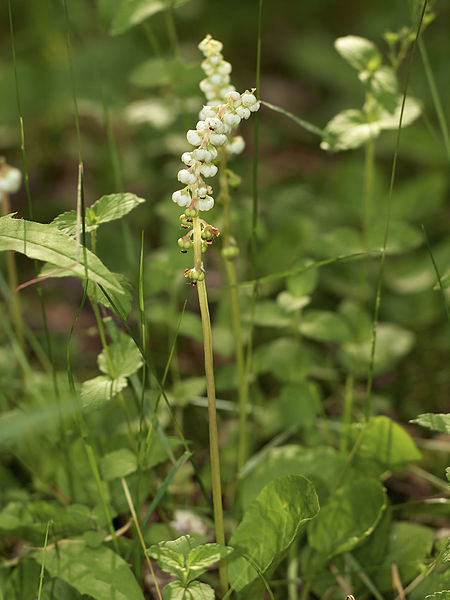 File:Pyrola minor LC0230.jpg