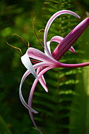 Queen Emma lily (Crinum augustum or Crinum amabile var. augustum) in Hawaiʻi