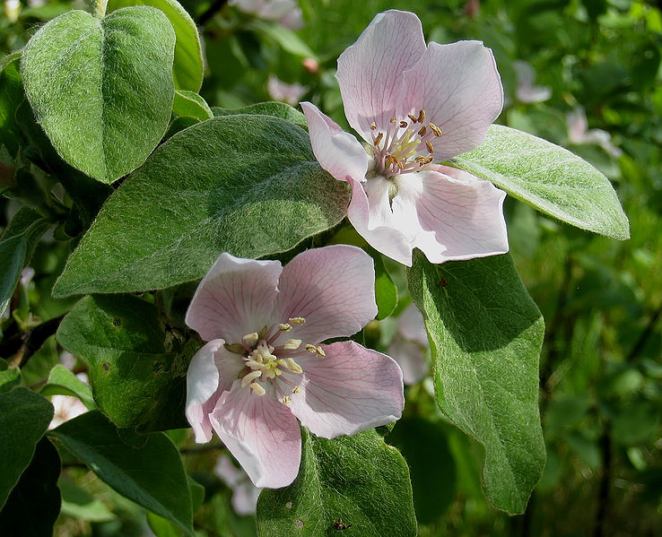 File:QuinceBloom.jpg