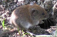 The bank vole is a common prey. Rotelmaus I.jpg