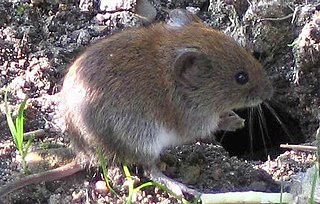 <span class="mw-page-title-main">Myodini</span> Tribe of rodents