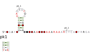 6A RNA motif