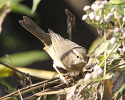 Radde's Warbler (Phylloscopus schwarzi).jpg