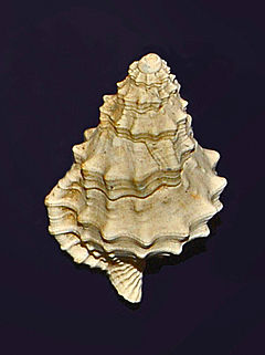 Fossil shell of Charonia appenninica from Pliocene of Italy Ranellidae - Charonia appenninica.JPG