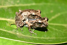 Raorchestes agasthyaensis.jpg