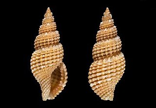 <i>Raphitoma lineolata</i> Species of mollusc