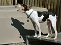 Rat Terrier bark.jpg