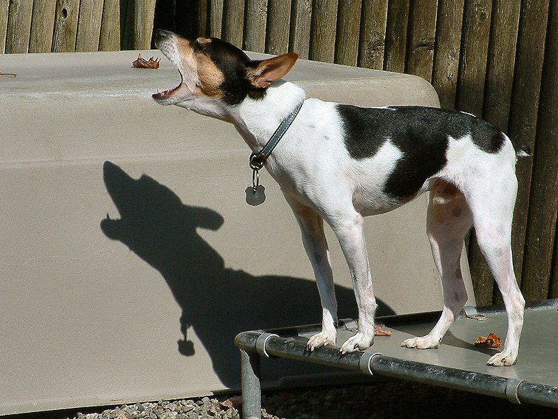 File:Rat Terrier bark.jpg
