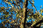 Thumbnail for File:Red-headed woodpecker (38735290041).jpg