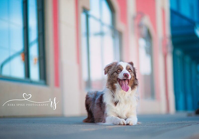 File:Red Merle Aussie (47652187492).jpg