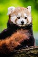Red Panda (18314728511).jpg