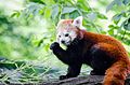 Red Panda (20095121435).jpg