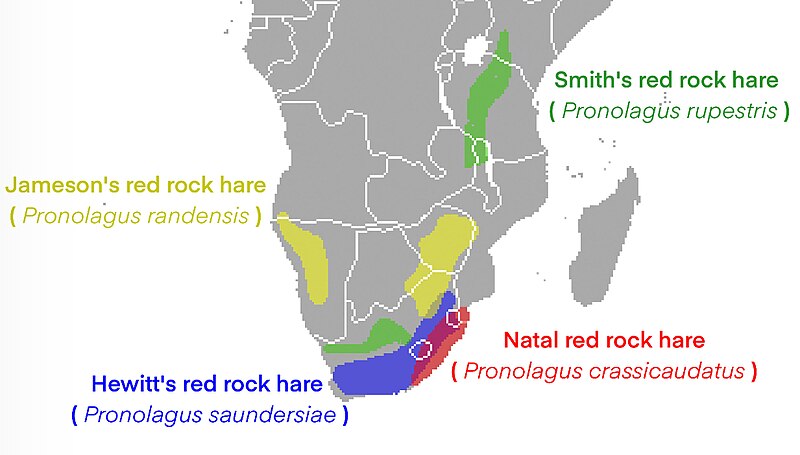 File:Red rock hare Range.jpg