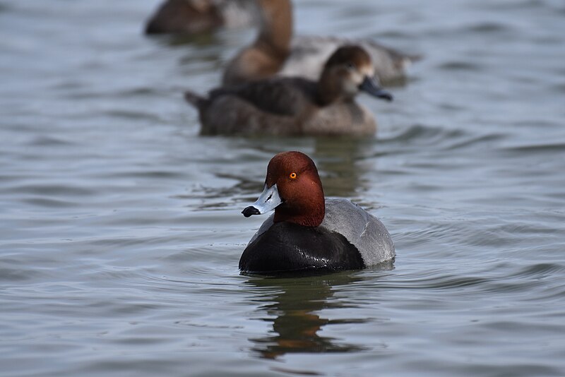 File:Redhead cambridge 2.16.20 DSC 0381.jpg