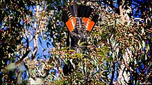 Red-tailed black cockatoo (juvenile male), Darling Scarp, Roleystone, south-west Western Australia Redtailed.black.03.jpg