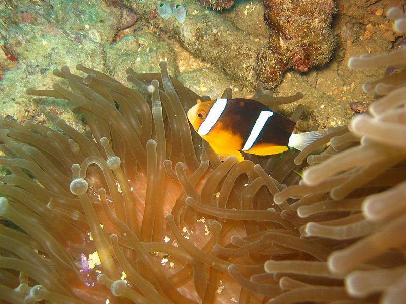 Soubor:Reef0528 - Flickr - NOAA Photo Library.jpg