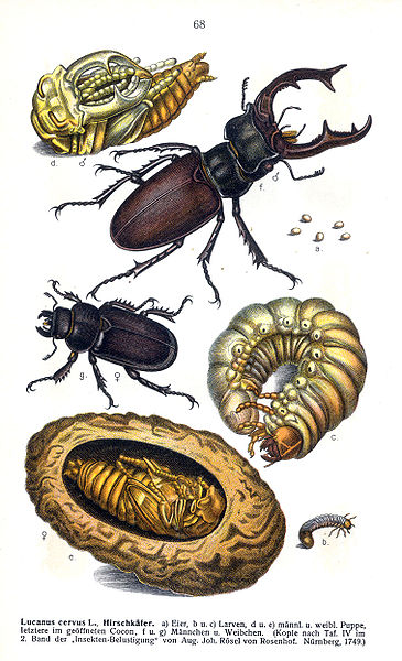 File:Reitter lucanus cervus.jpg