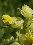 Rhinanthus angustifolius