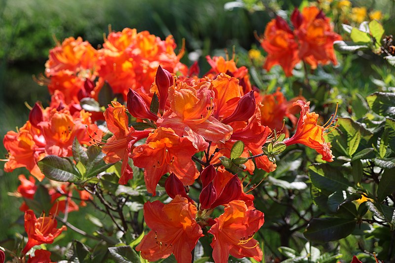 File:Rhododendron 3032.jpg