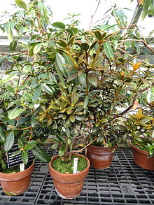 Rhododendron beyerinckianum - Lyman-Pflanzenhaus, Smith College - DSC04399.JPG