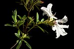 Miniatuur voor Bestand:Rhododendron formosum Wall.- Pl. Asiat. Rar. (Wallich). 3- 3- t. 207 (1831). 20240413 011240.jpg