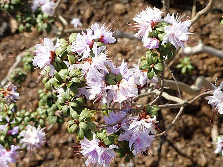 Rhododendron_lapponicum