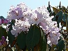 Rhododendrons enroute Tungnath temple, Uttarakhand.jpg