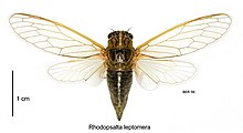 Rhodopsalta leptomera female.jpg