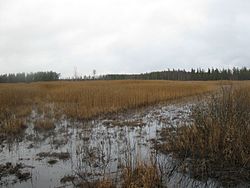 Riihijärven lounaisrantaa huhtikuussa 2016.