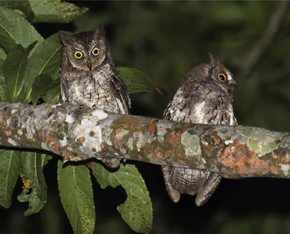Descrição da imagem Rinjani Scops Owl Otus jolandae, Lombok - journal.pone.0053712.g001-right.png.