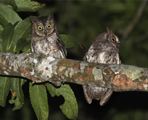 Descripción de la imagen Rinjani Scops Owl Otus jolandae, Lombok - journal.pone.0053712.g001-right.png.