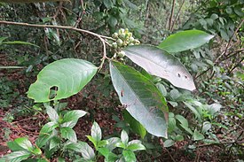 Ринорея бенгальская (Rinorea bengalensis)