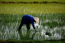 Une rizière au Viêt Nam.
