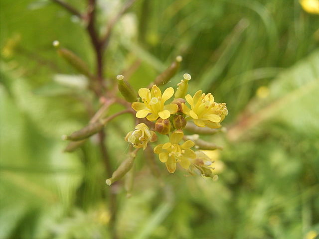 Marsh Para Cress, Common name- Marsh Para Cress Botanical n…